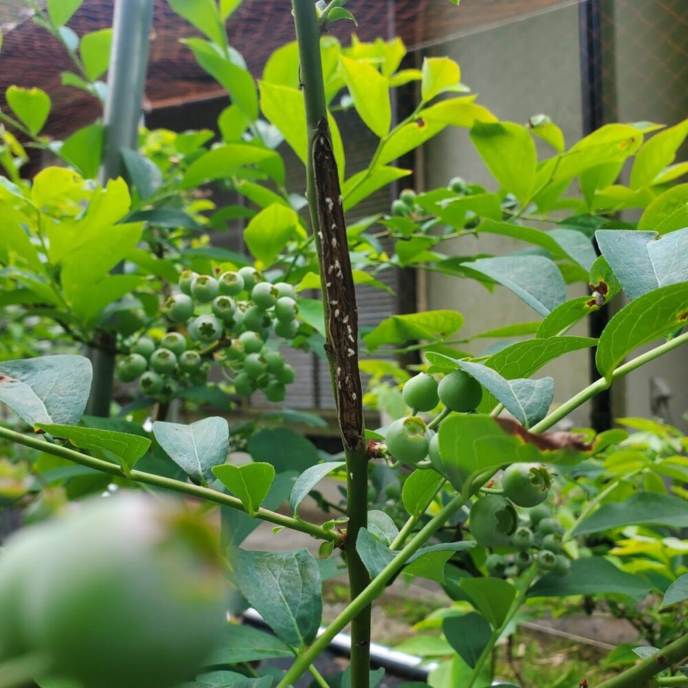 しかし、このようにいたる所に虫食いのあとがあります。